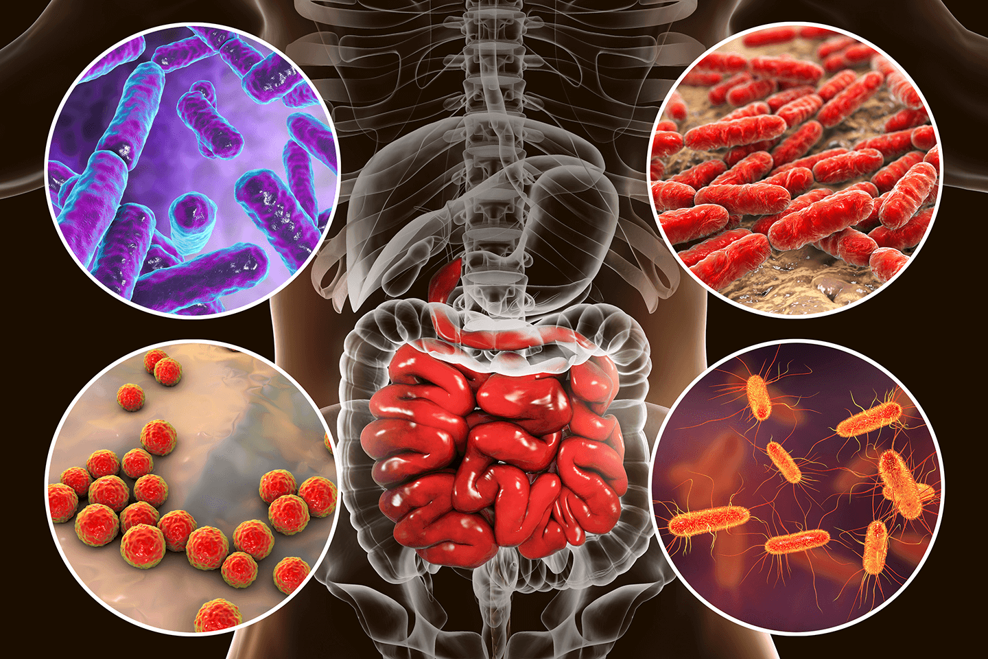 Microbiome in the Gut Illustration - Codex Labs