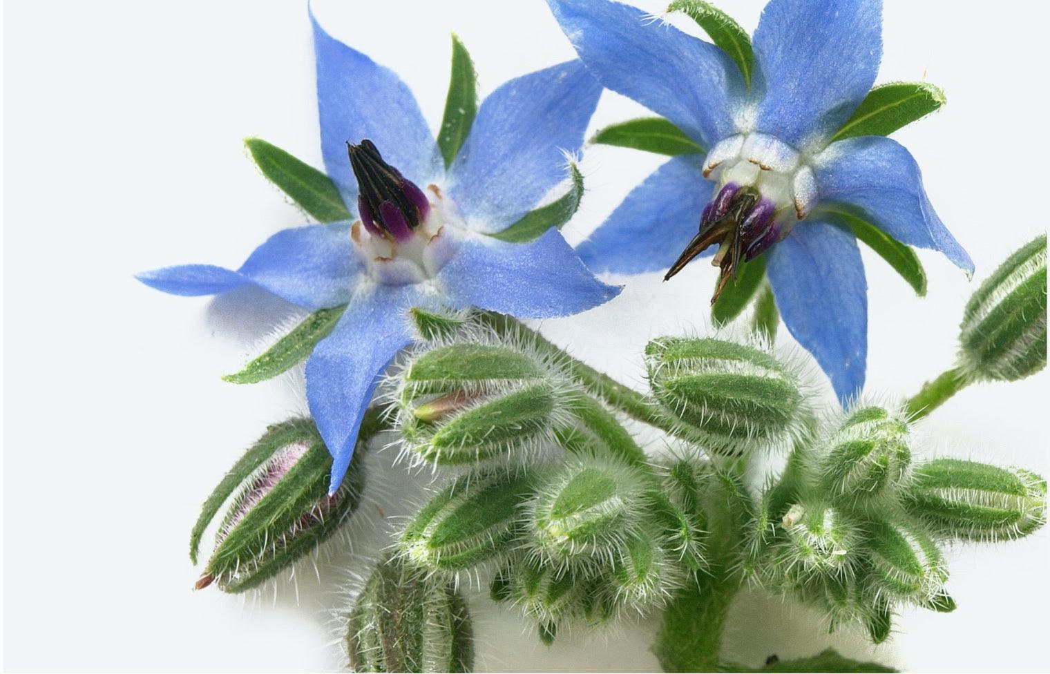 A close up image of a blue flower