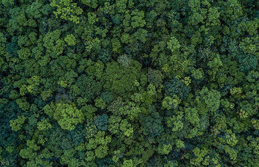 Ariel image of a forest's tree canopy.