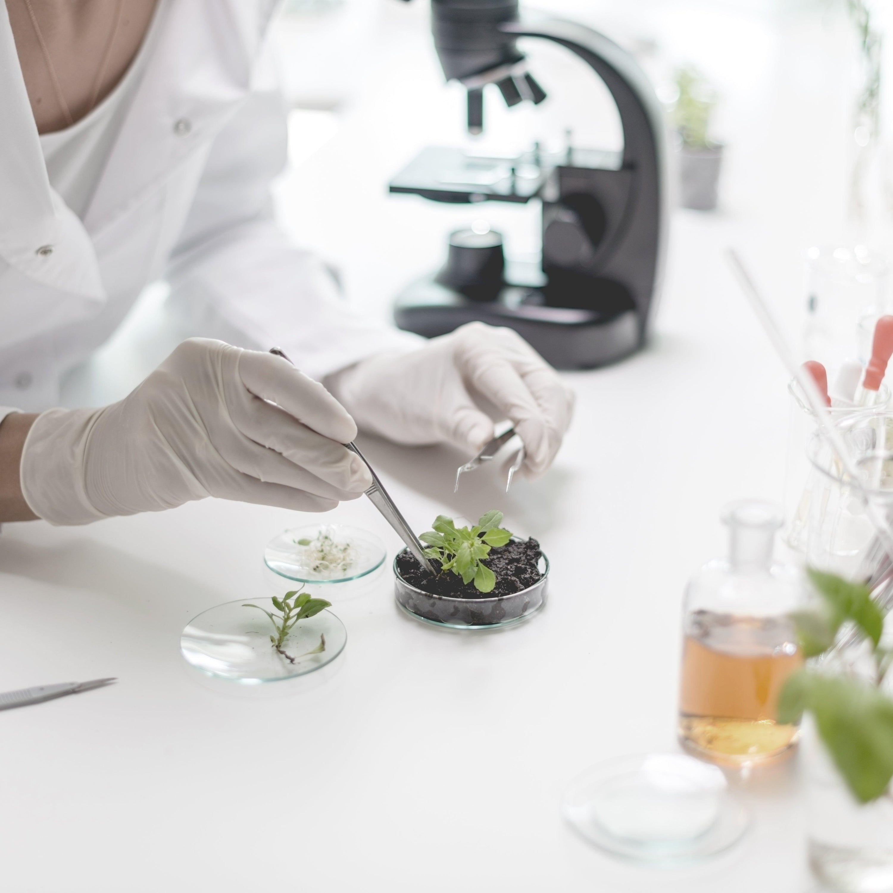 Image of a scientist looking at plants underneath a microscope