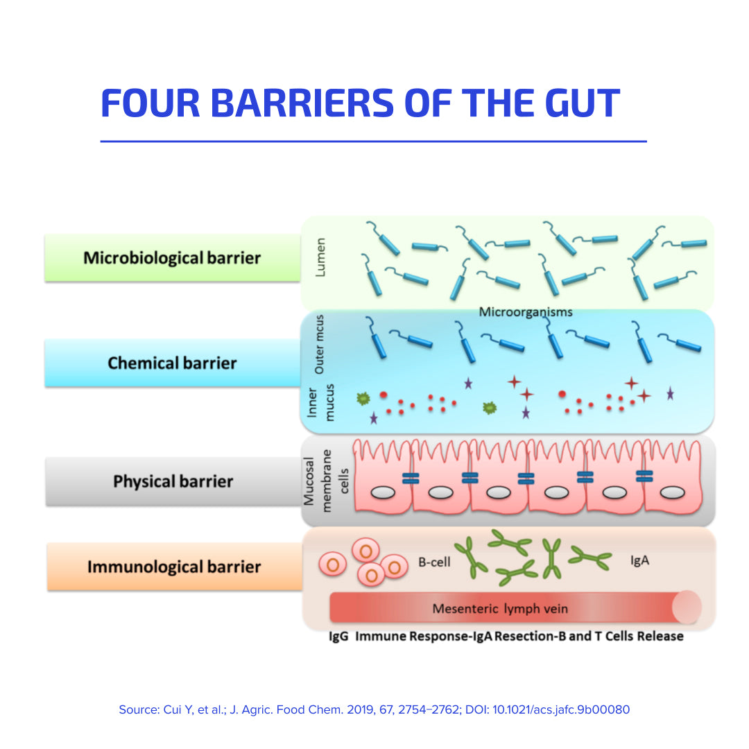 Glutamine for Gut Health: How Glutamine Strengthens the Gut Barrier
