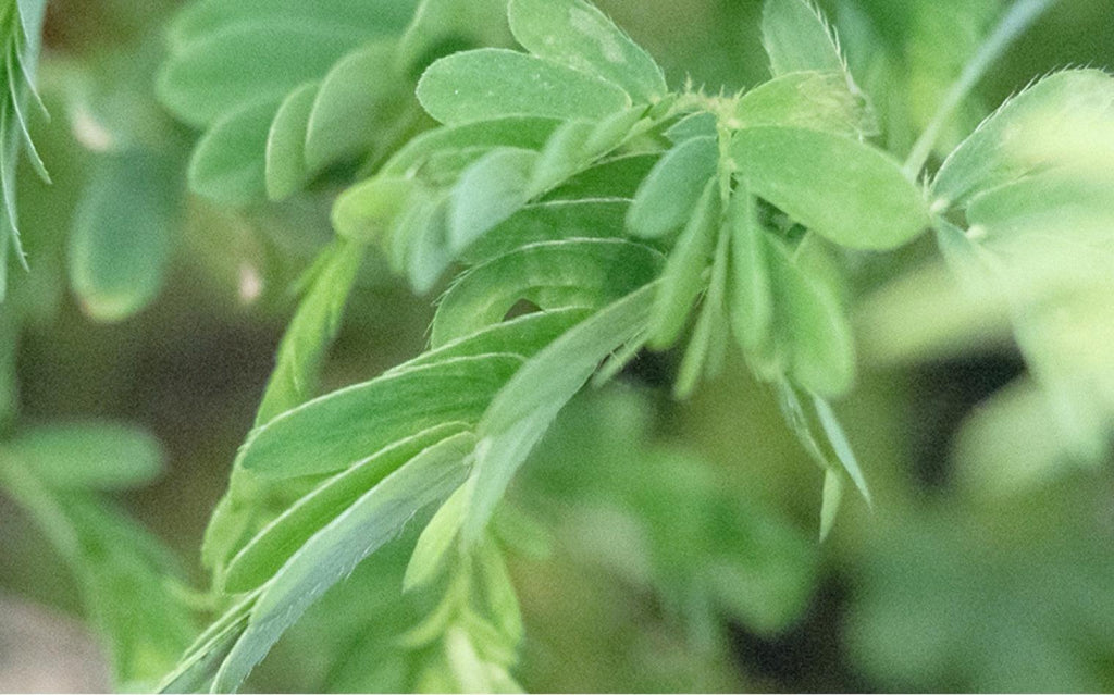 A close up lifestyle shot of plants.