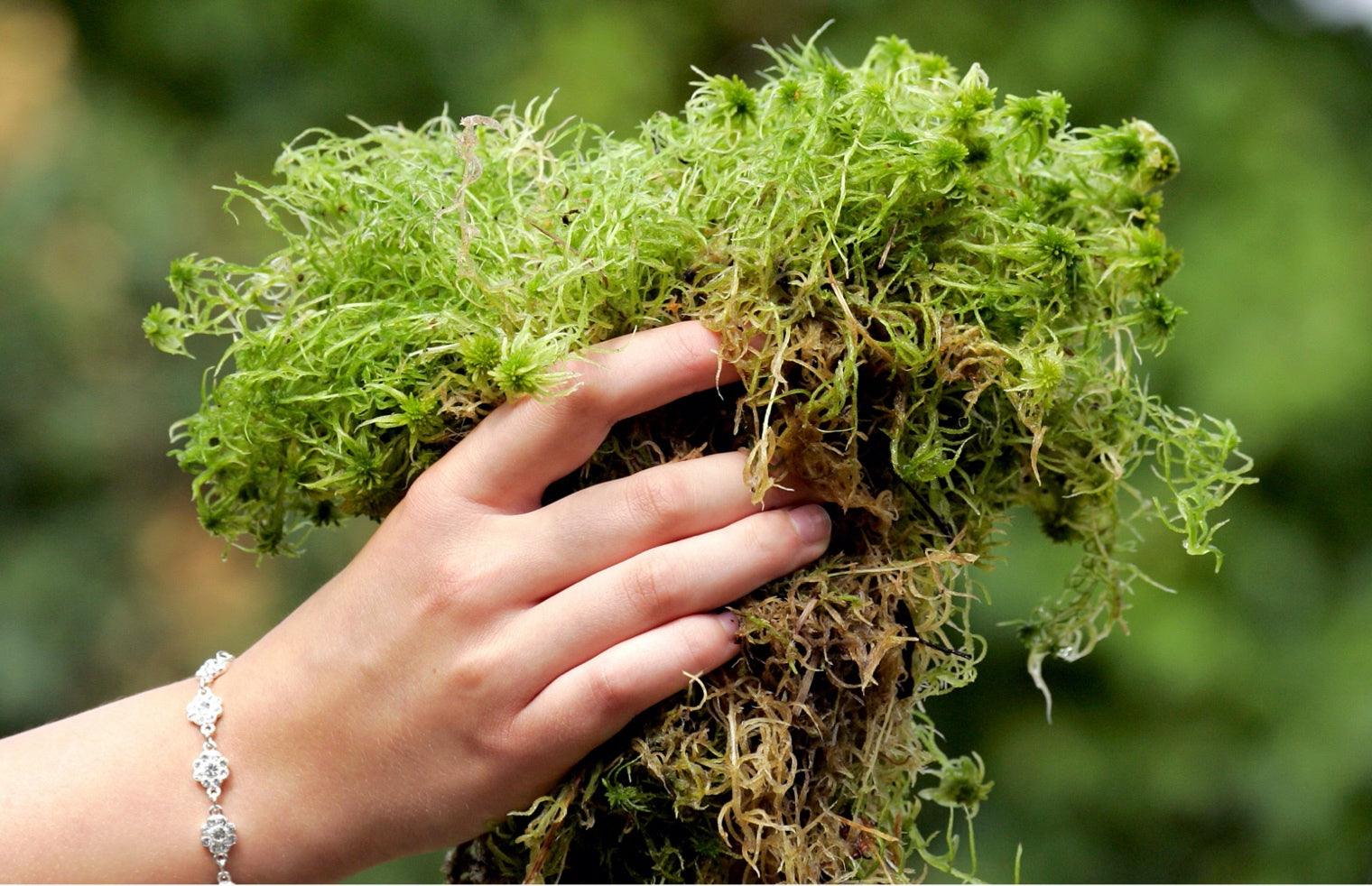 A hand holding a bundle of green herbs