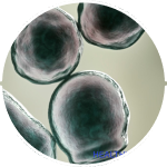 Rebalance the microbiome