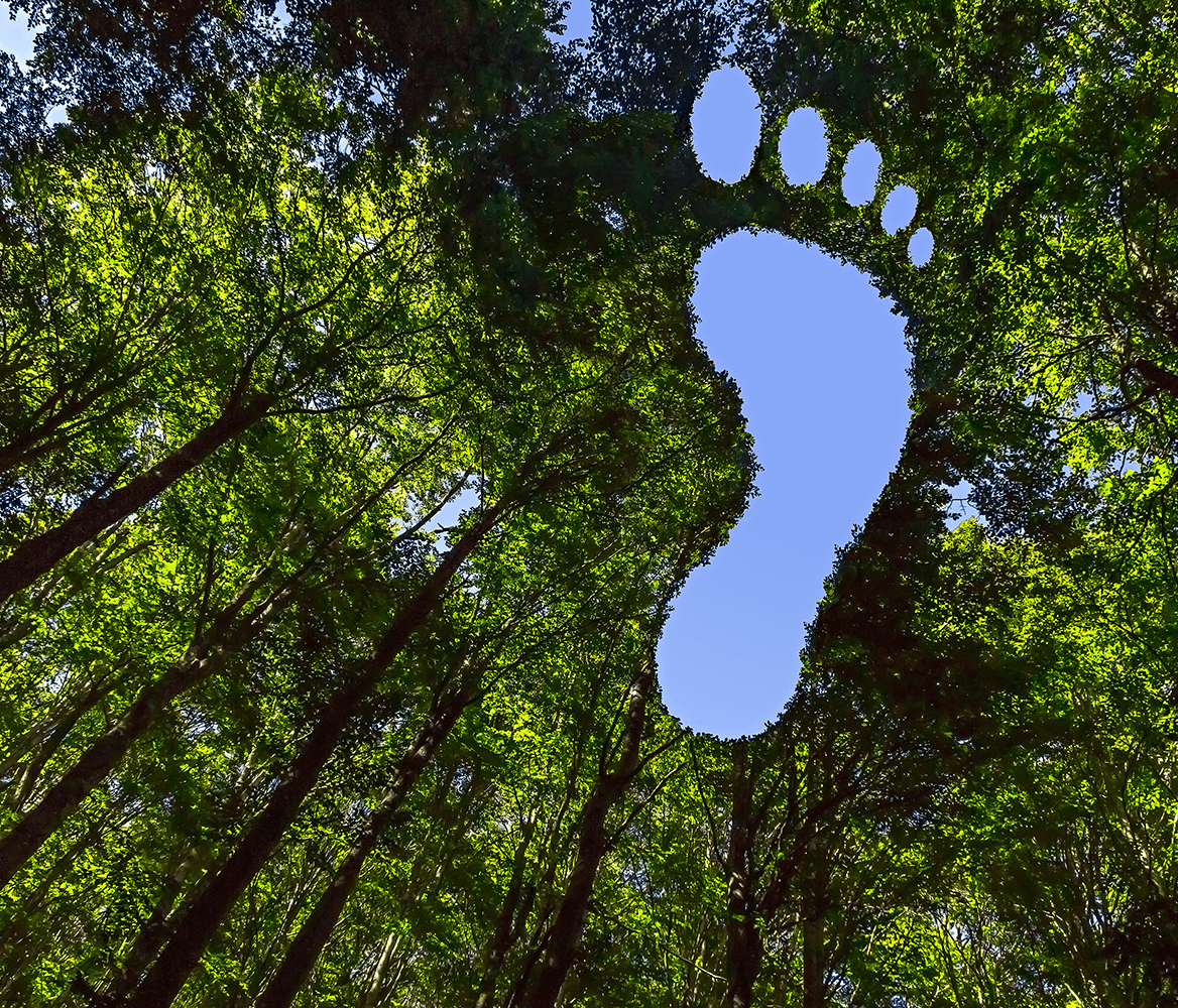 A Forest with a blue foot representing Carbon Foot Print