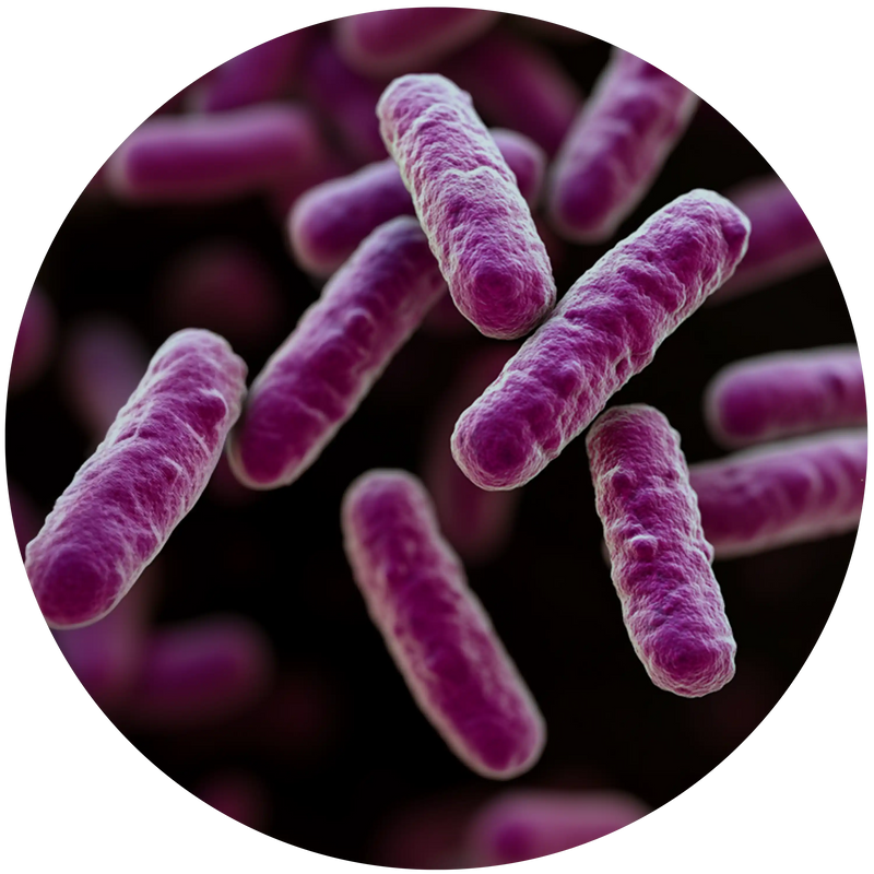 GUT MICROBIOME IMBALANCE